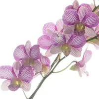 Dendrobium 6″ Pot Nopporn Candy