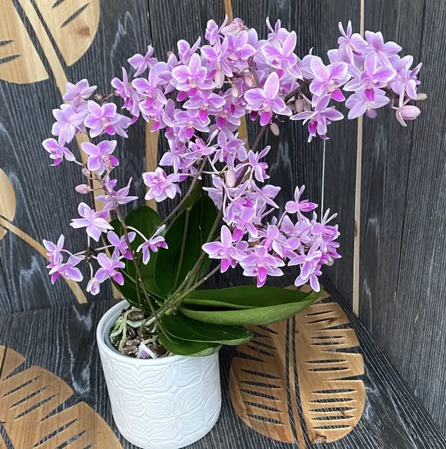 Phalaenopsis Rainbow Chip