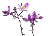 Spathoglottis Far Out Freckles