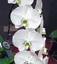 Phal. Join Angel 'Purity; Note: Large 5' Flowers ,Short spikes as 8/09/2022 ' ( Taida Pinlong x Casablanca Joy)