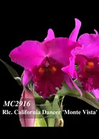 Rlc California Dancer 'Monte Vista' (Chialin Ruby x Elegant Dancer )