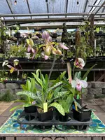 Paphiopedilum Grower's Choice