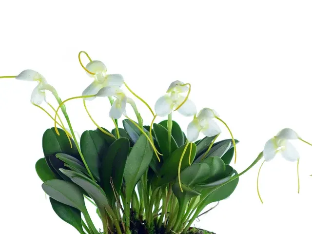 Masdevallia nivea (Masdevallia)
