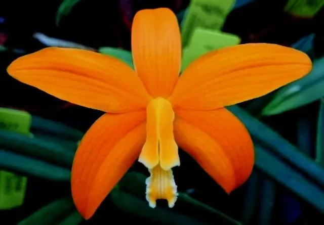 Laelia harpophylla