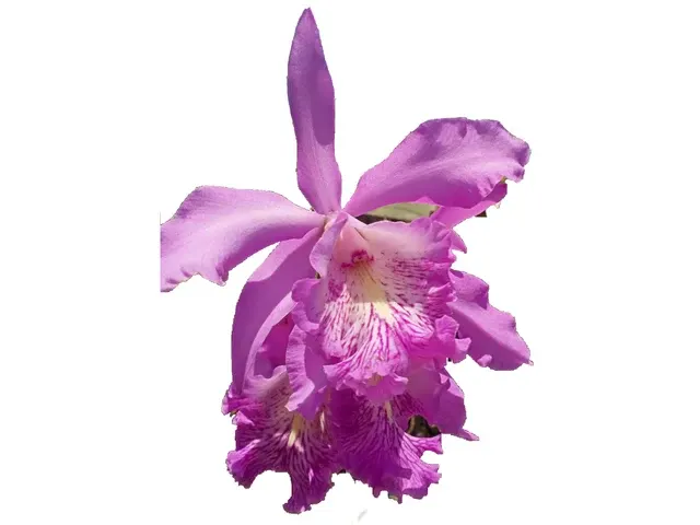 Cattleya Dominiana (Cattleya)