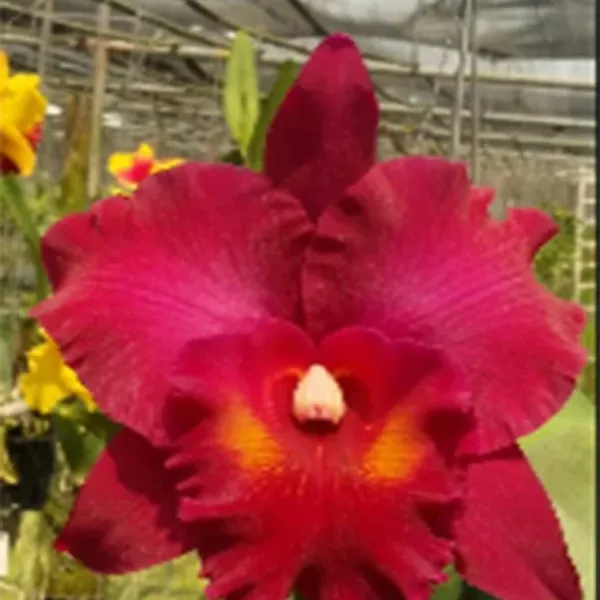 Rhyncholaelia Mayamar Sunset