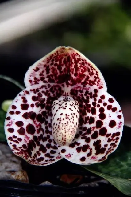 Paphiopedilum bellatulum x bellatulum '#10' (Paphiopedilum)