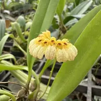 Bulbophyllum auratum “Yellow”