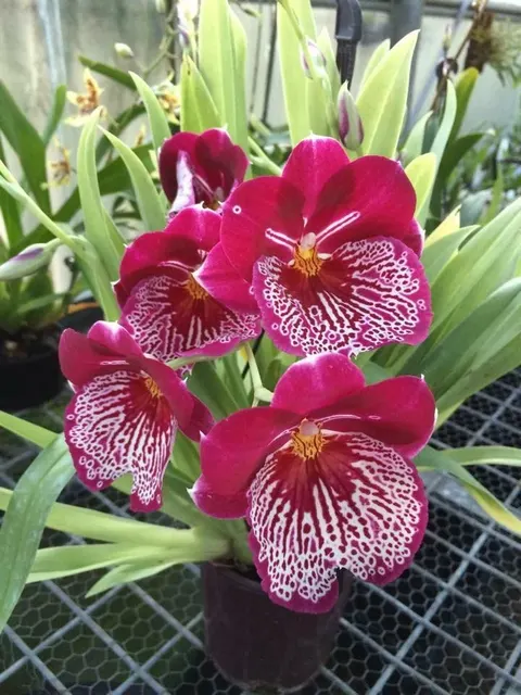 Miltoniopsis Breathless 'Beauty' (Miltoniopsis)