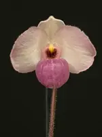 Paphiopedilum HO CHI MINH
