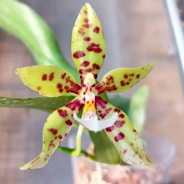 Phalaenopsis Micaels Pantheritz Parfumat
