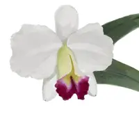 Cattleya Imperial Charm ’Ace’