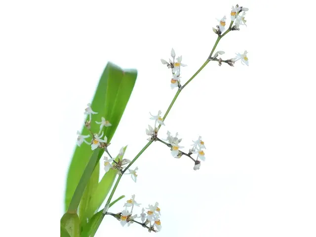 Oncidium adamsii (Oncidium)