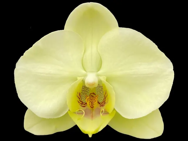 Phalaenopsis Golden Apollo