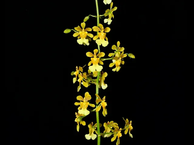 Oncidium Pepe Portilla (Oncidium)