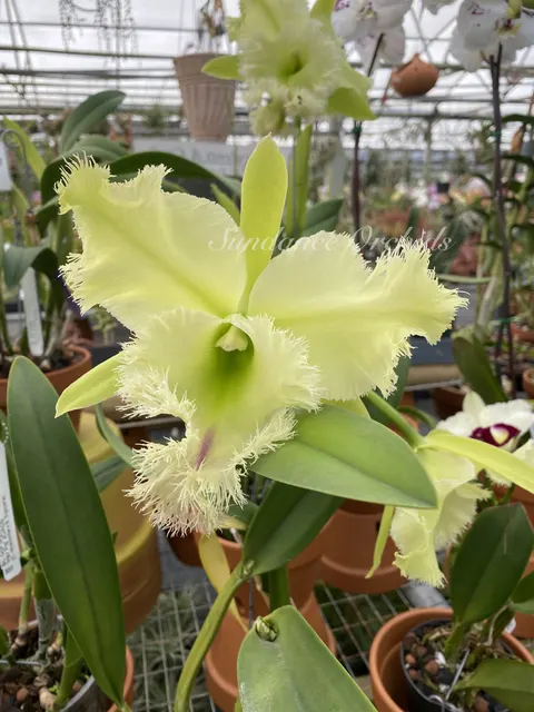 Brassocattleya Golf Green 'Hair Pig'