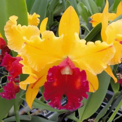 Brassolaeliocattleya Tainan Gold AM/AOS 'Canary'