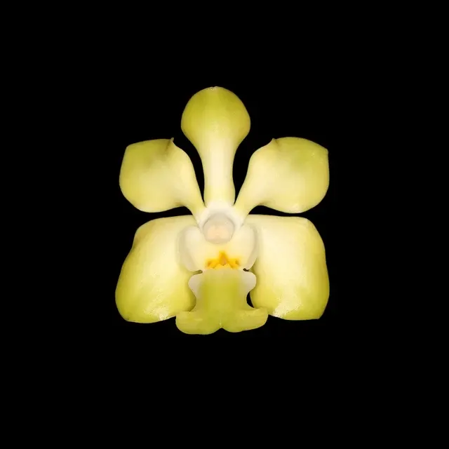 Vanda denisoniana (Vanda)