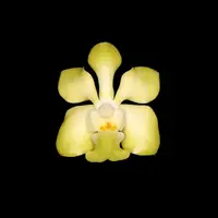 Vanda denisoniana — var. ‘Orange’ NBS