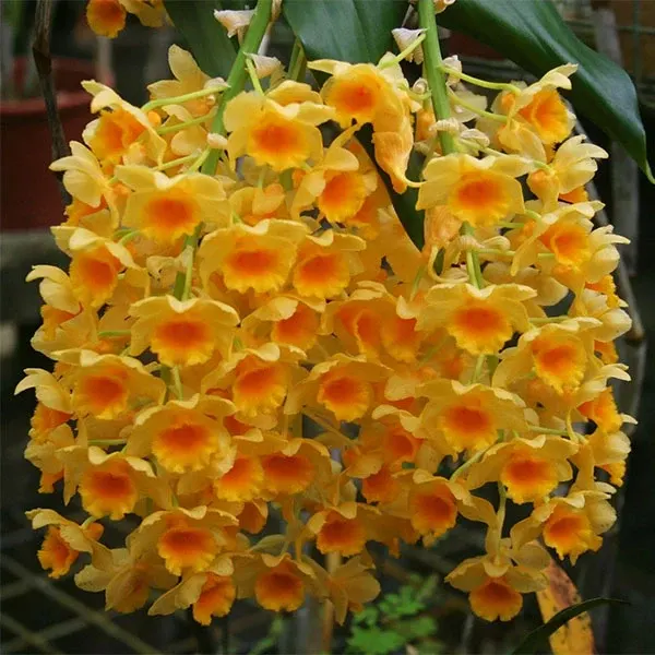 Dendrobium griffithianum × densiflorum