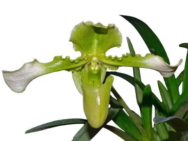 Paphiopedilum hirsutissimum f alba (Paphiopedilum)