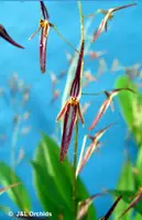 Pleurothallis stricta