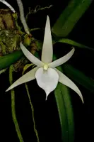 Angraecum elephantinum 3" FS