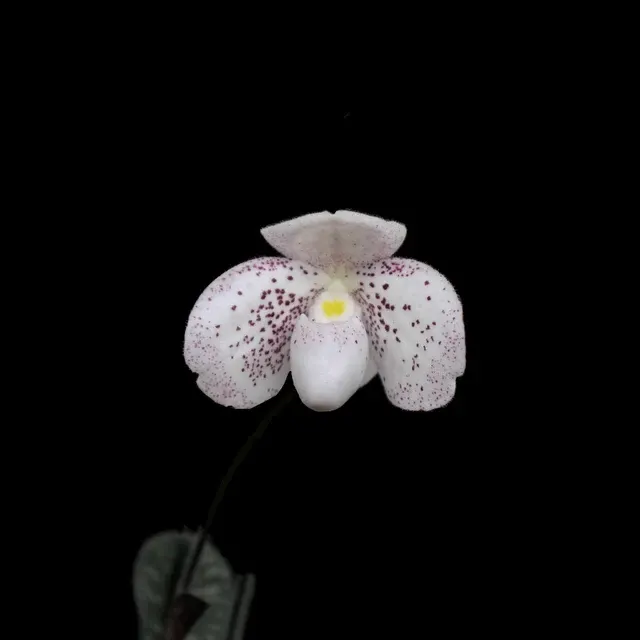Paphiopedilum bellatulum × thaianum (Paphiopedilum)