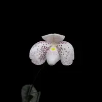 Paphiopedilum bellatulum × thaianum