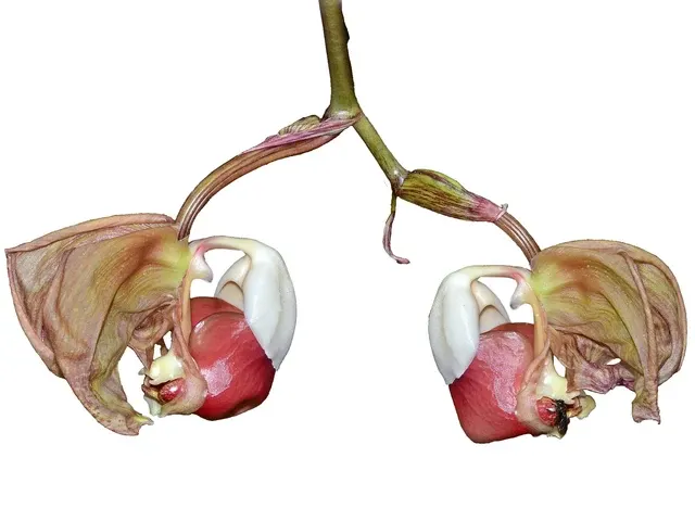 Coryanthes leucocorys (Coryanthes)