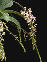 Saccolabiopsis pusilla