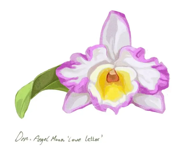Dendrobium Angel Moon ‘Love Letter’ (Dendrobium)