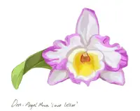 Dendrobium Angel Moon ‘Love Letter’