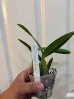 Laelia anceps — Carnea