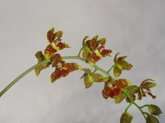 Rudolfiella floribunda