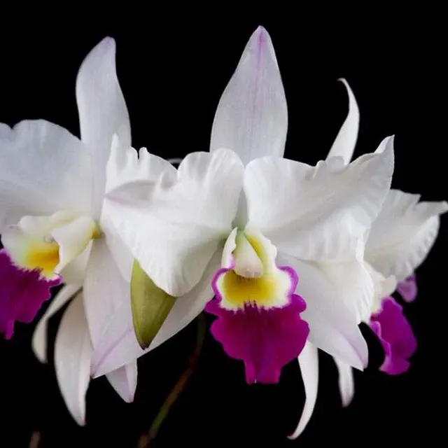 Laeliocattleya Village Chief Parfum 'Glamour Lady'