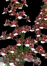 Oncidium Aka Baby HCC/AOS 'Raspberry Chocolate' (Oncidium)