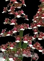 Onc. Aka Baby 'Raspberry Chocolate' HCC/AOS — Not currently in bloom