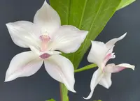 Ianclarkara Cheyenne Marie 'Pink Ice' — In Bud/Spike