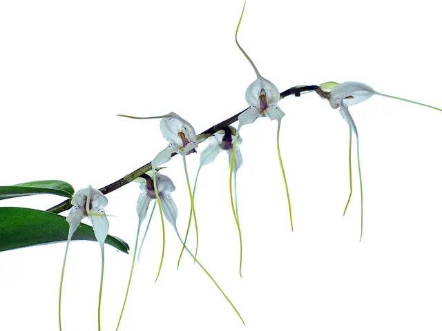 Masdevallia polysticta alba (Masdevallia)