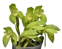 Sudamerlycaste nana