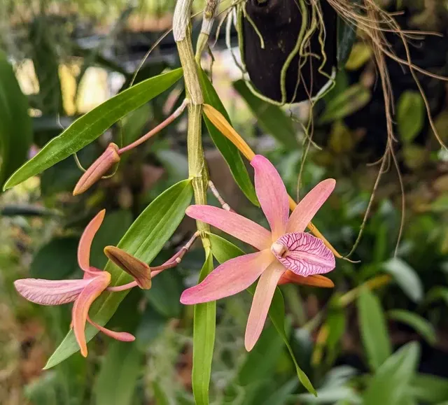 Dendrobium Rainbow Dance x unicum (Dendrobium)