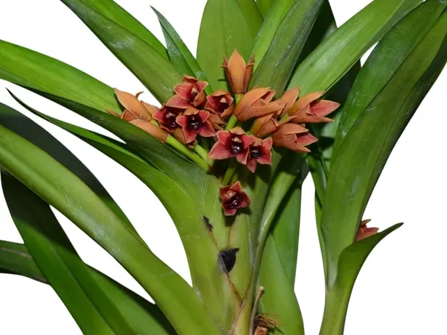 Maxillaria purpureolabia (Maxillaria)