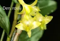 Den. roslii ( tereggsnuensis) x self (DS125) ( - - roslii )