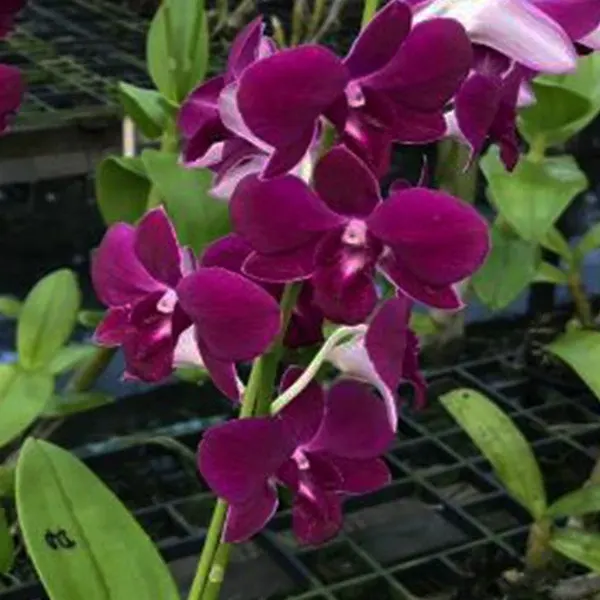 Dendrobium Chalakred
