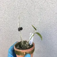 Dendrobium stuartii