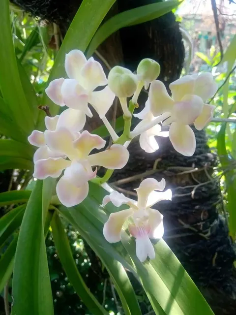 Vanda tricolor var Alba (Vanda)