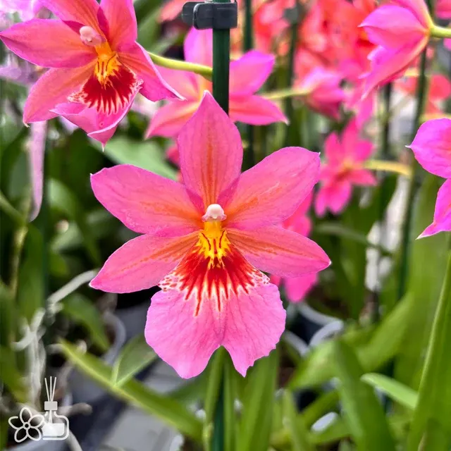 Burrageara Nelly Isler 'pink'
