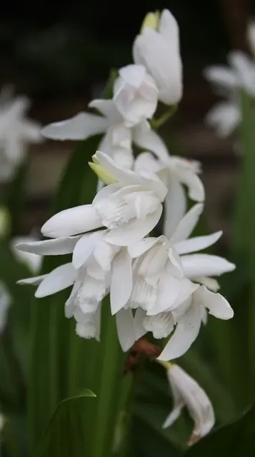 Bletilla striata 'White Pearl' (Bletilla)