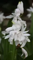 Bletilla striata White Pearl